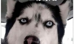 视频爆料二哈是真的吗,视频爆料二哈真实性大揭秘